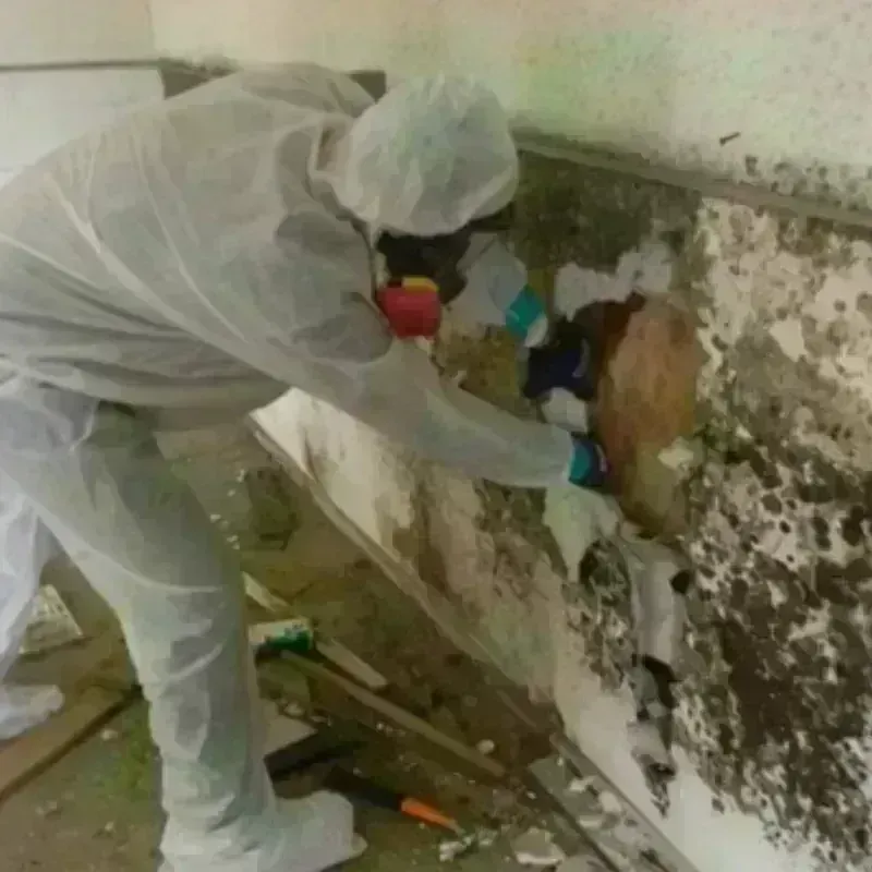 Mold Remediation and Removal in North Charleroi, PA